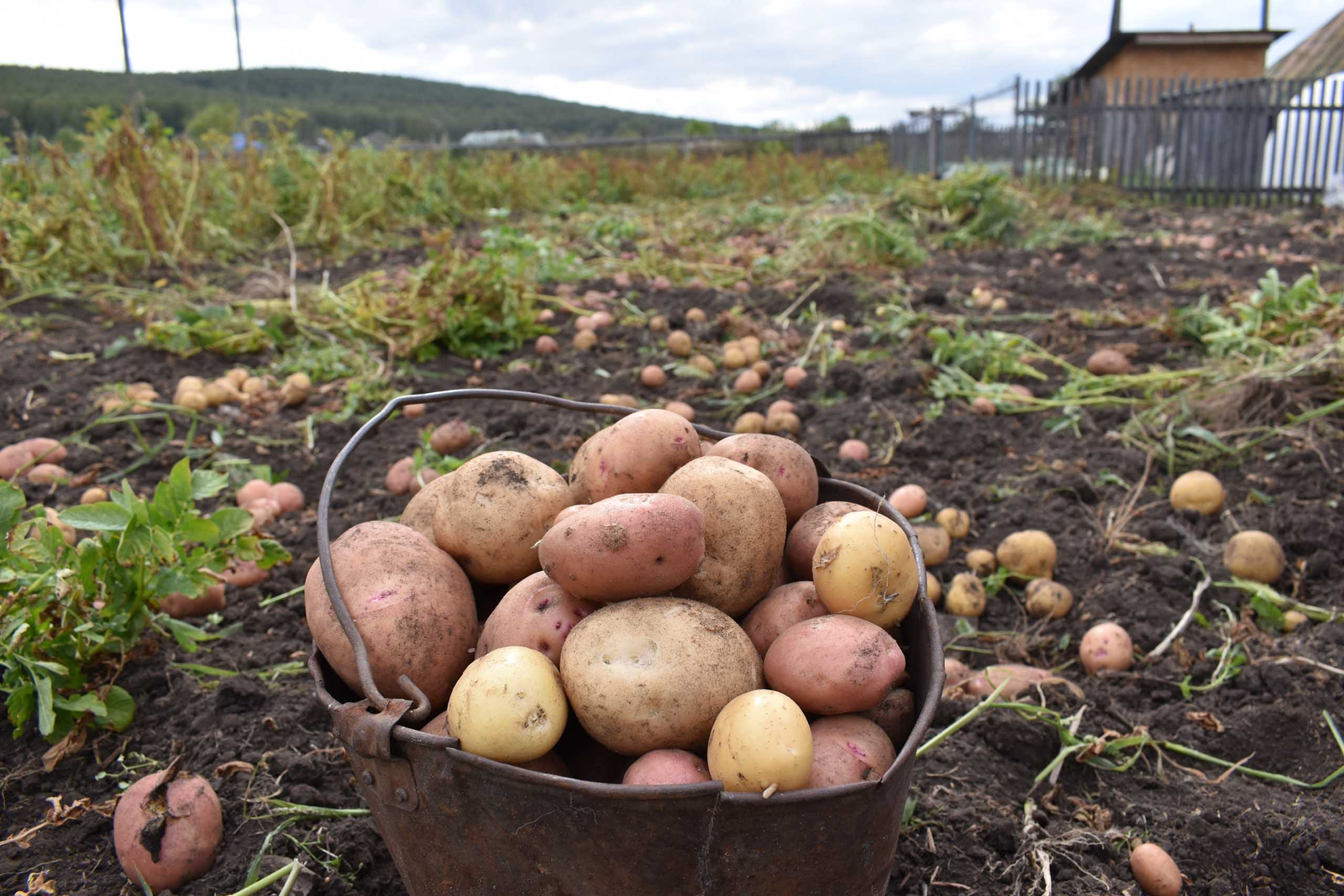 Картуф репродукцияһы – нимә ул?